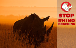 Isolated Rhinoceros silhouetted against and African sunrise